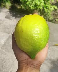 Big Lemon