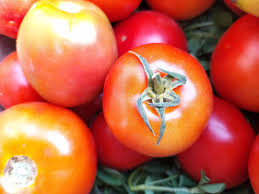 Gavran Tomato