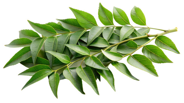 Kadipatta